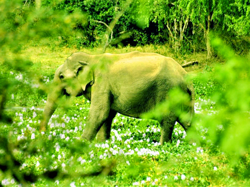 Yala in Sri Lanka