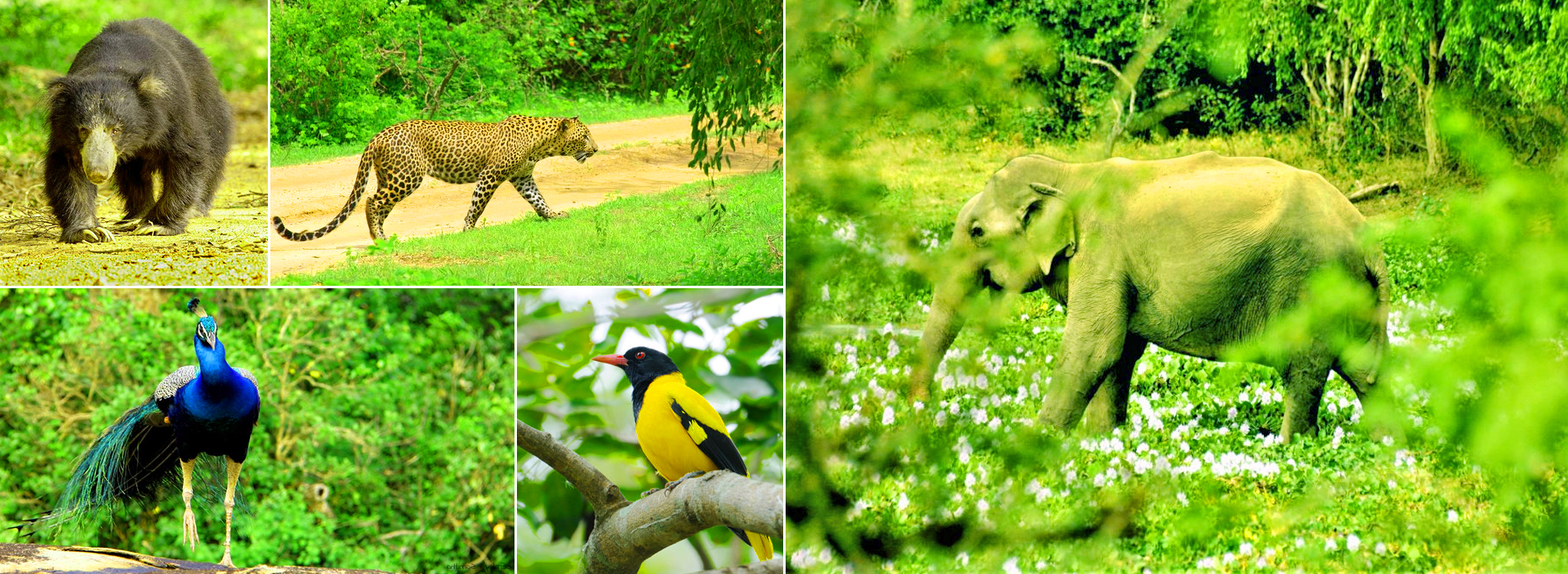 Yala in Sri Lanka