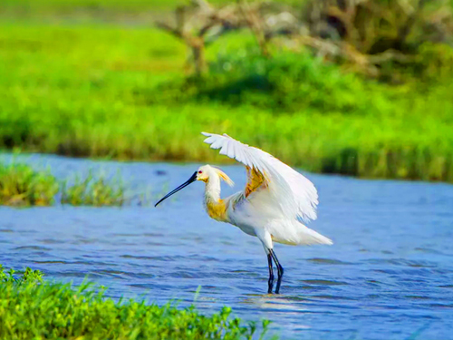 Bundala National Park