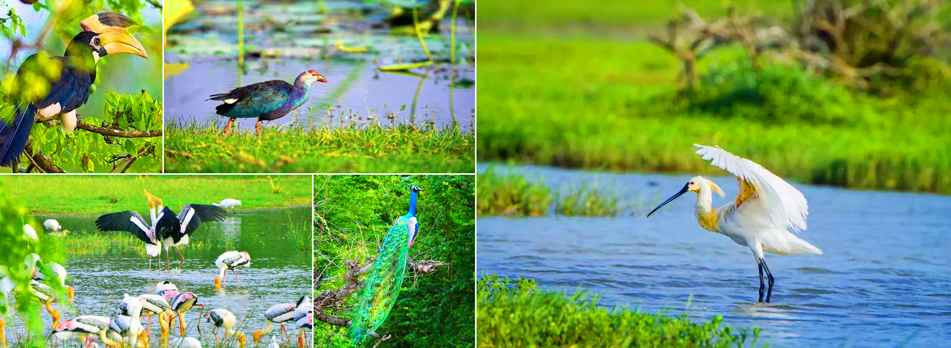 Kumana National Park in Sri Lanka