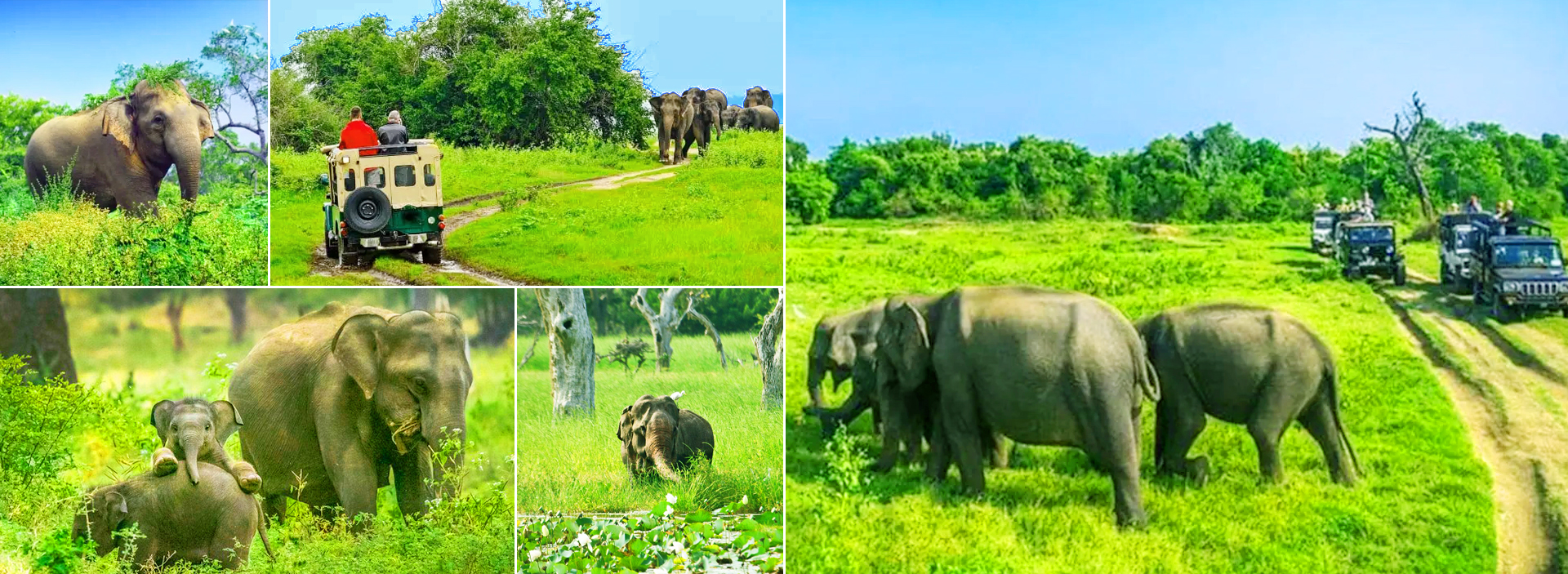 Minneriya National Park in Sri Lanka