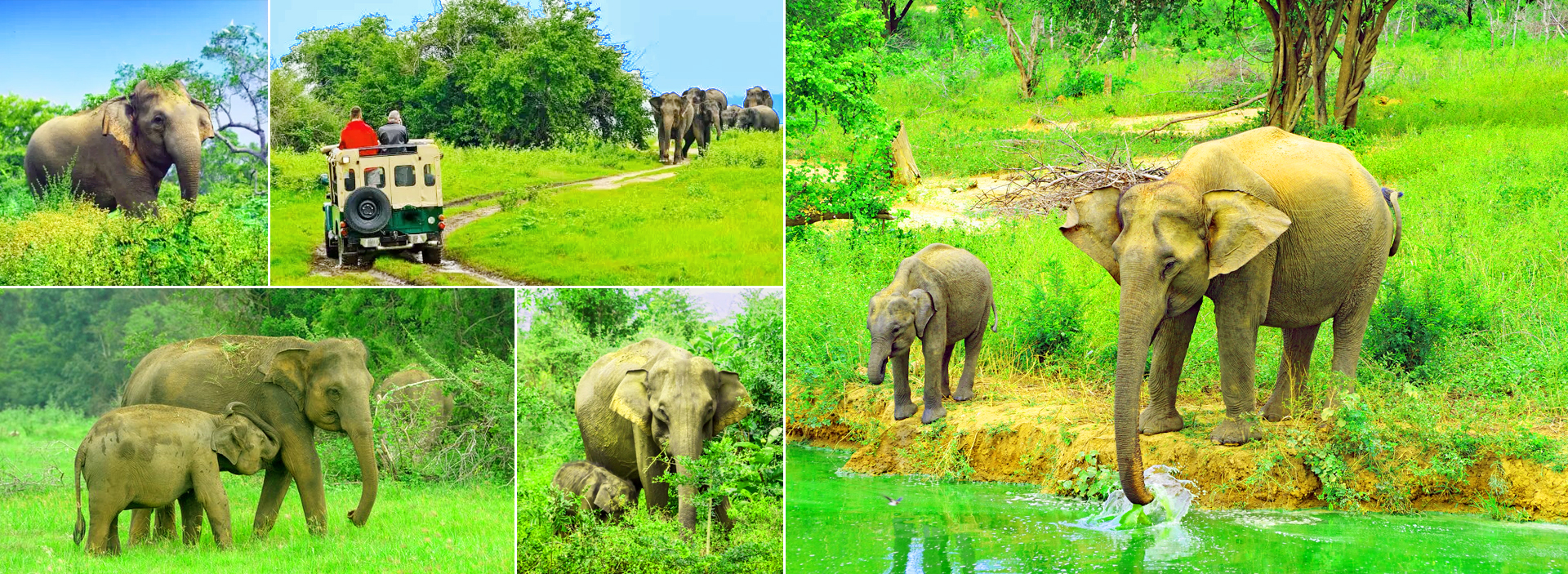 Udawalawe National Park in Sri Lanka