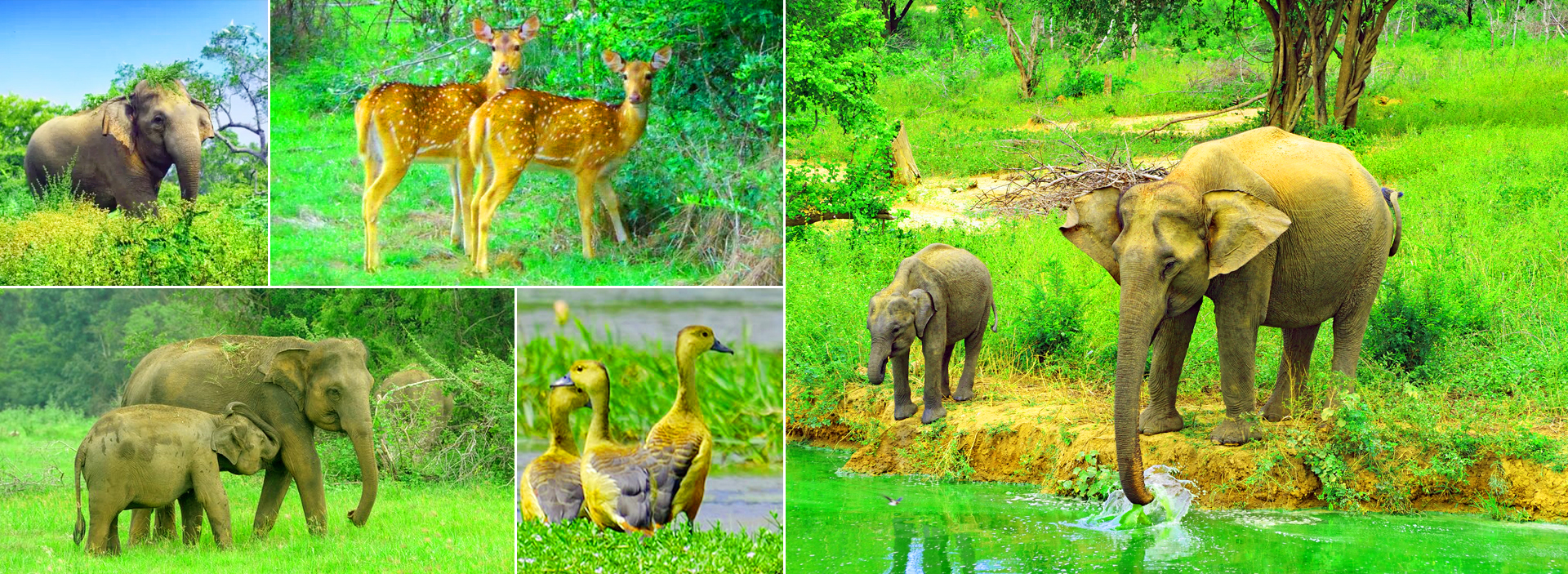 Wasgamuwa National Park in Sri Lanka
