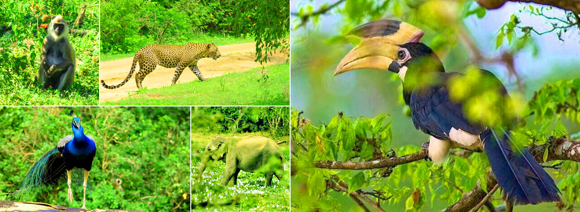Bundala Safari Tour From Tangalle