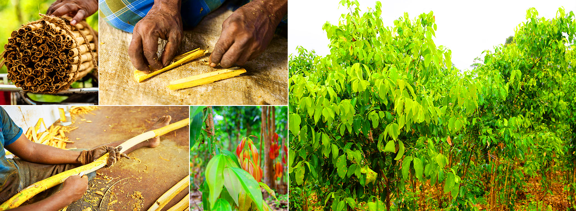 Cinnamon Island Tour From Bentota
