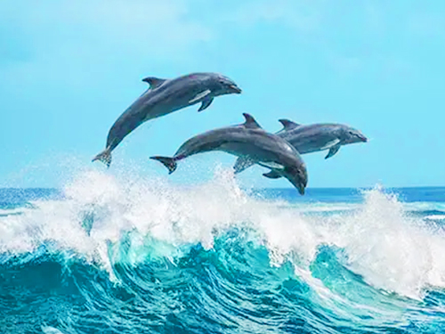 Dolphin Watching Adventure in the Gulf of Mannar Tour From Jaffna