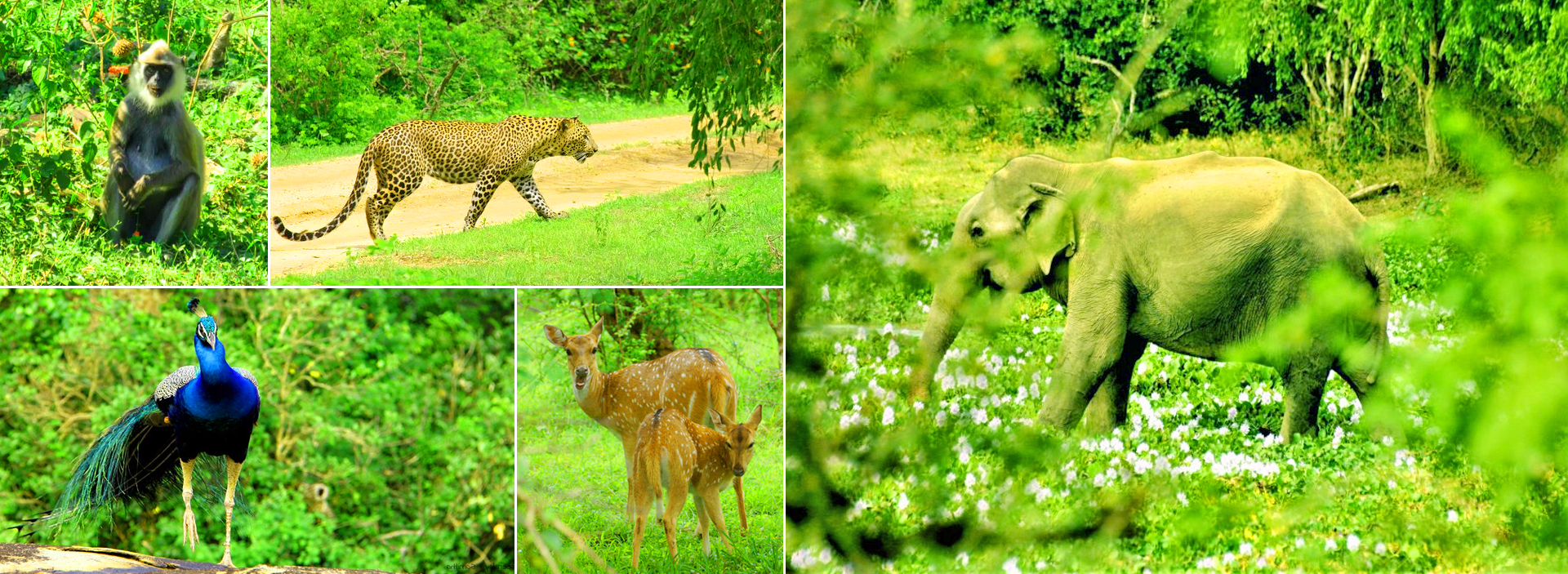 Kaudulla Safari Tour From Sigiriya