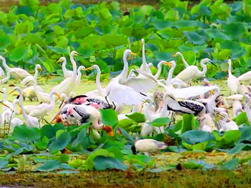 Kumana National Park Safari Tour From Arugam Bay