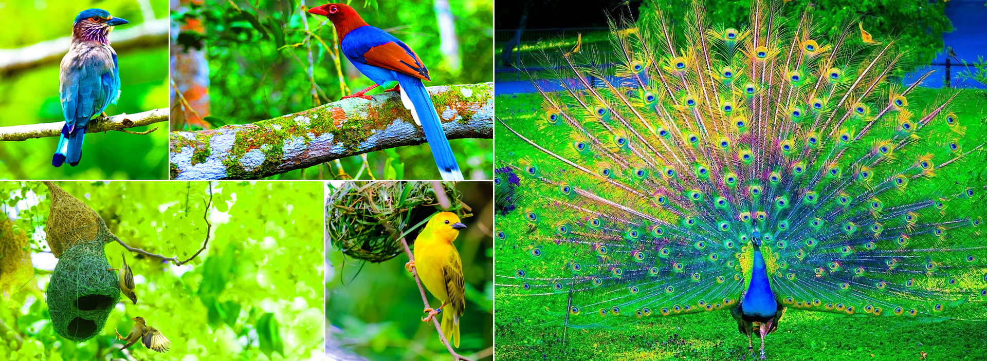 Puttalam Lagoon Bird Watching Tour From Kalpitiya