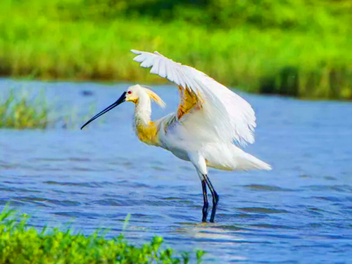 Bundala Safari Tour