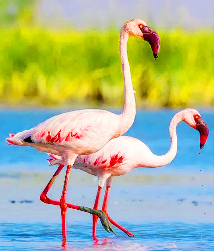 Kumana Safari Tour