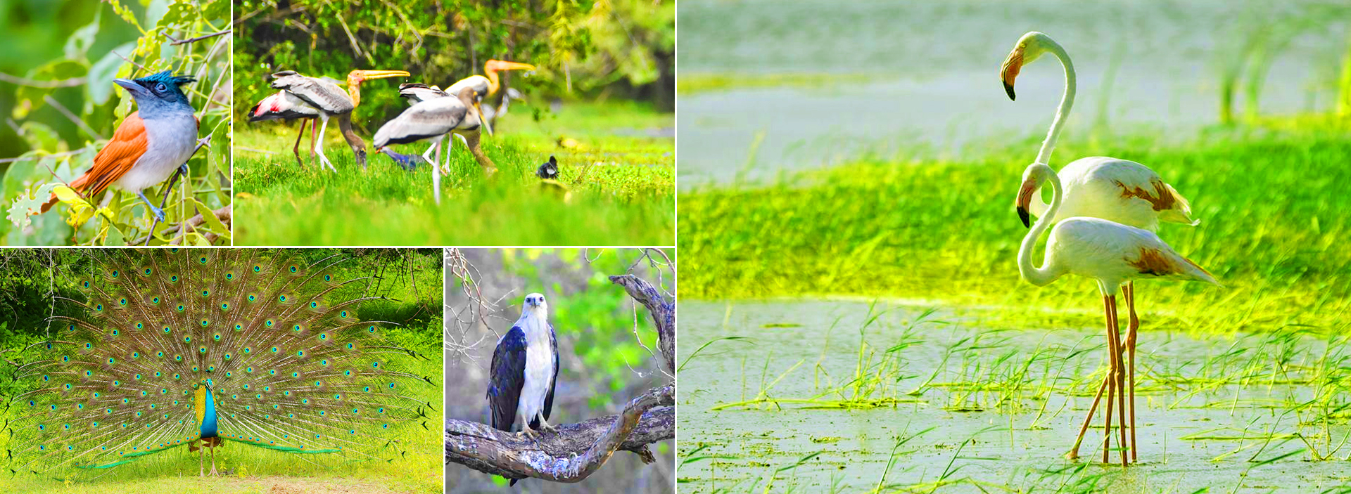 Sri Lanka Kumana Safari Tour
