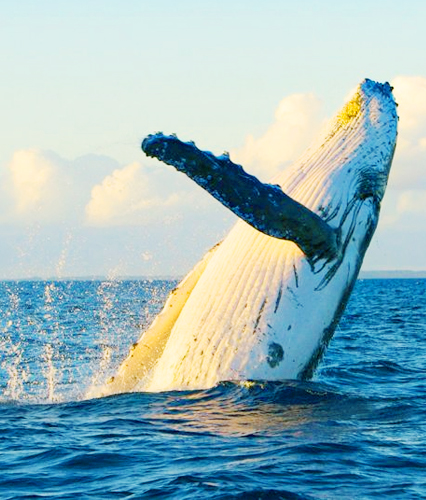 Mirissa Whale Watching Tour