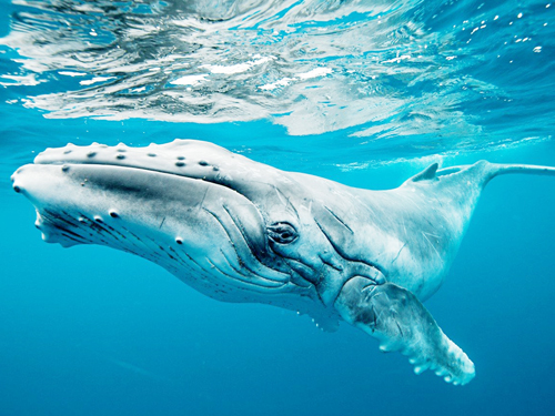Mirissa Whale Watching Tour