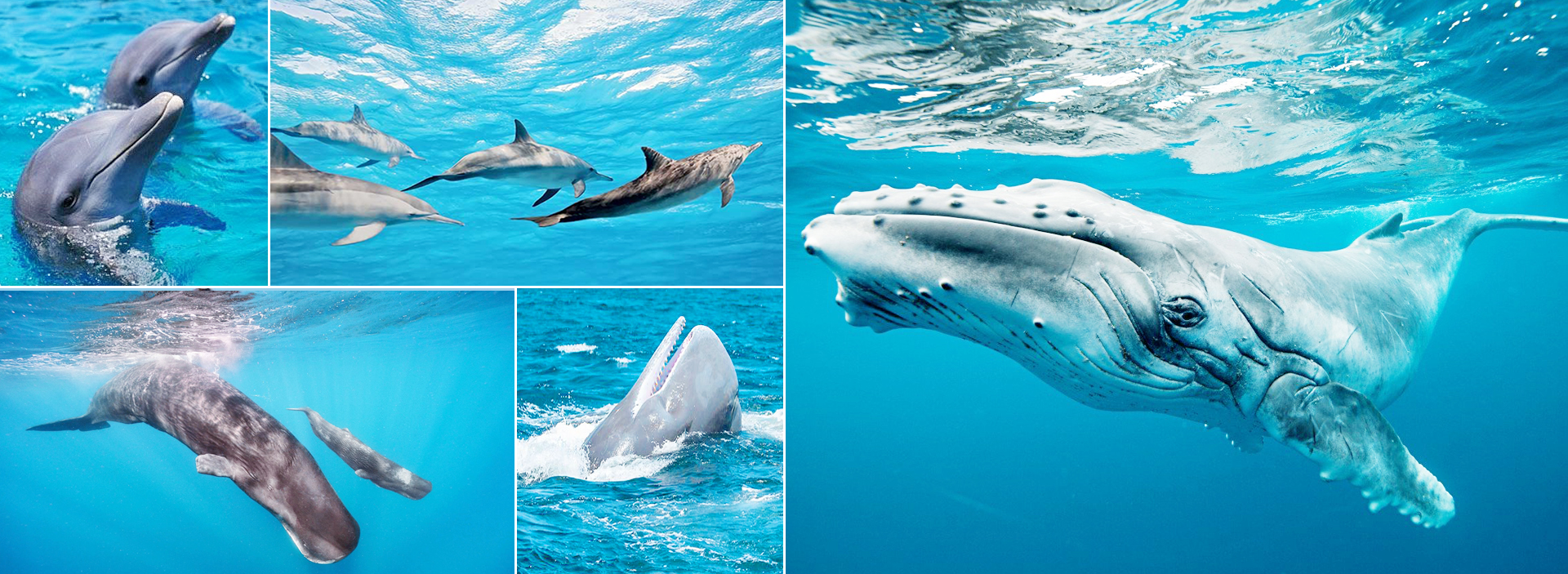 Sri Lanka Mirissa Whale Watching Tour