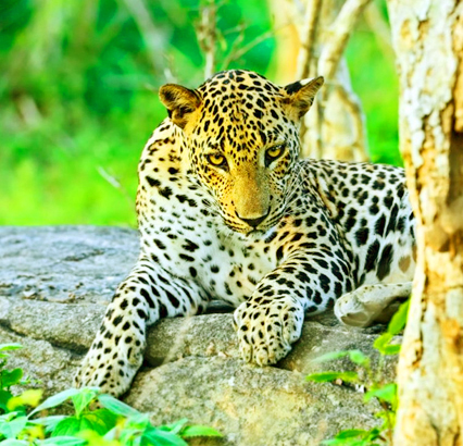 Yala Full Day Safari Tour