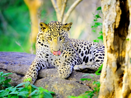 Yala Full Day Safari Tour