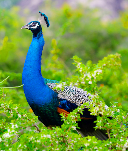 Yala Half Day Safari Tour