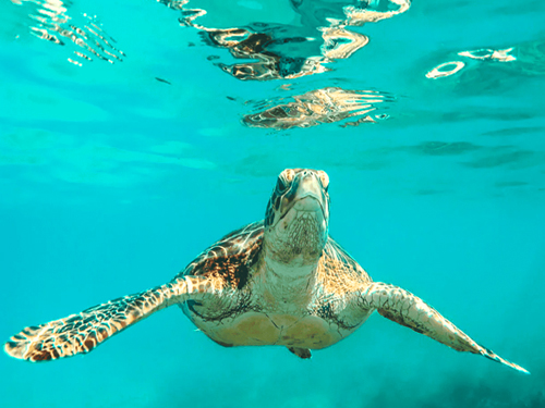 Turtle Watching at Delft Island Tour From Jaffna
