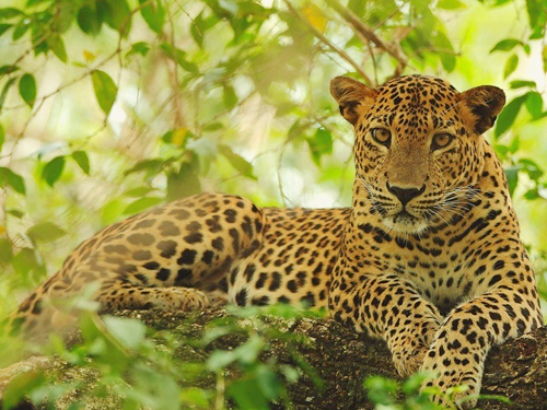 Wilpattu National Park Safari Tour From Kalpitiya