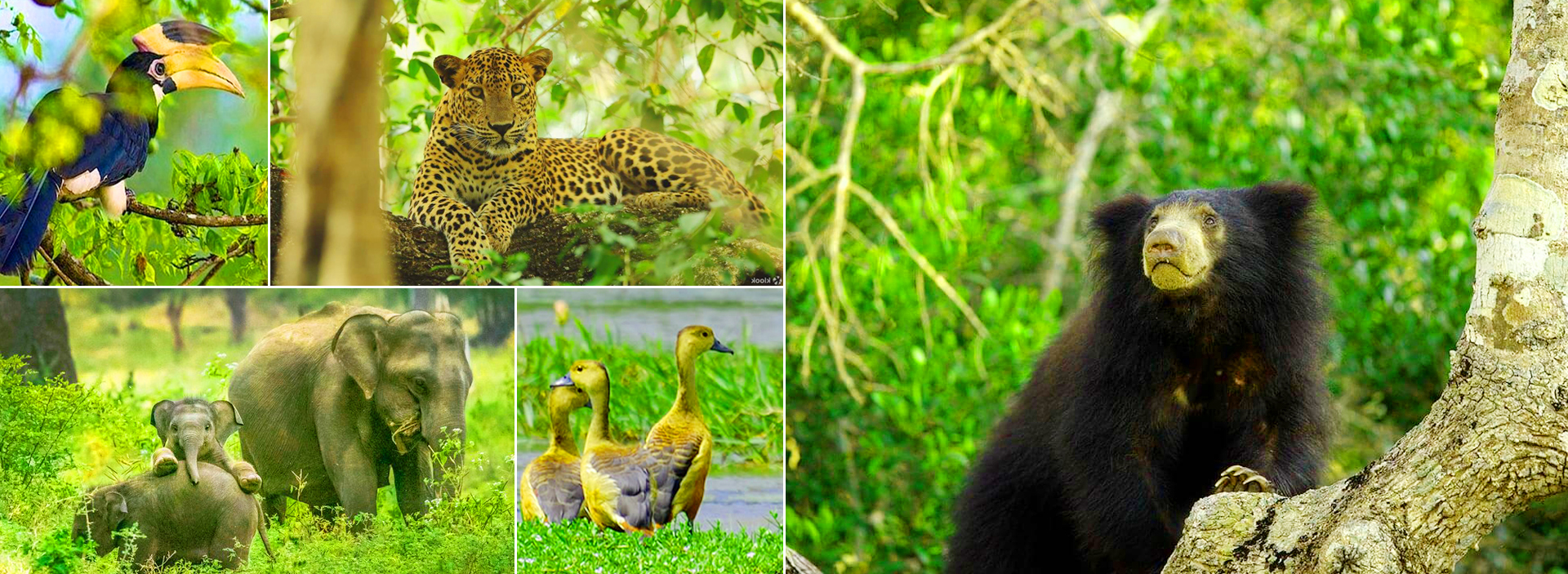 Wilpattu National Park Safari Tour From Kalpitiya