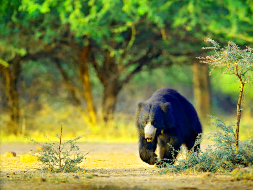 Wilpattu Safari Tour From Kandy