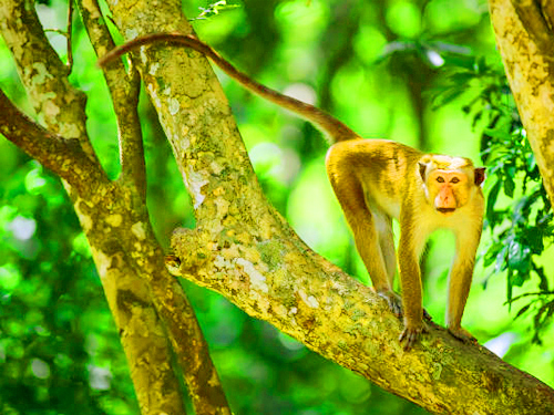 Yala Half Day Safari Tour From Mirissa