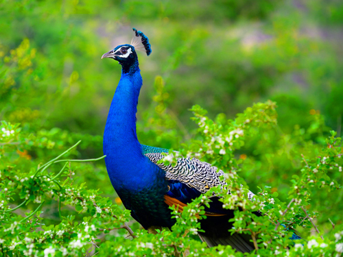 Yala Safari Adventure Tour From Arugam Bay