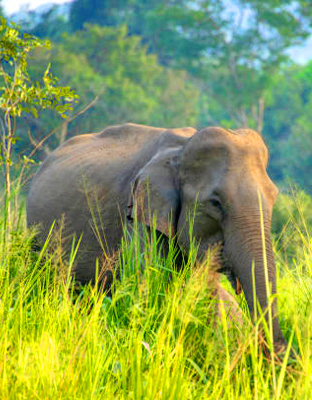 Udawalawa Day Tours in Sri Lanka