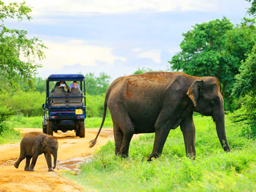Udawalawa Day Tours
