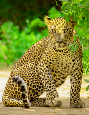 Yala Day Tours in Sri Lanka