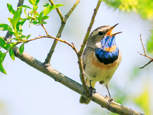 Sri Lanka Adventure & Bird Watching