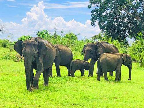Birding Sanctuary & Wild Safari Tour