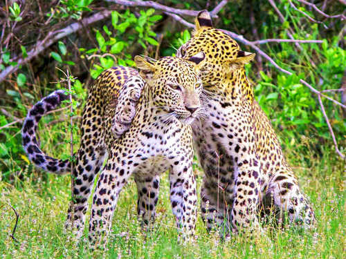 Exploring Leopards with Camping