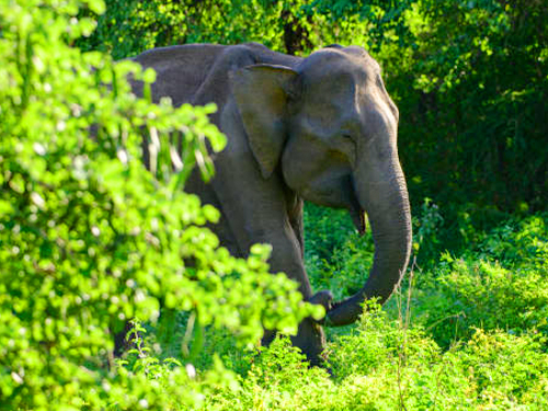 Galle Port Udawalawe Safari Tour