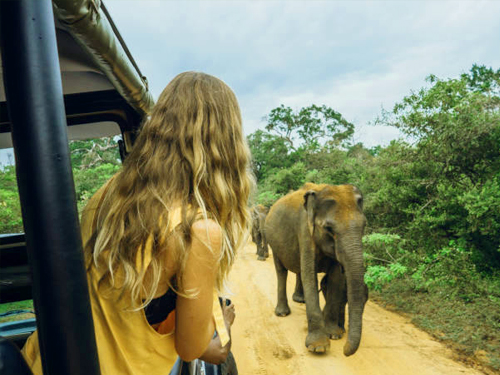 Galle Port Yala Safari Tour