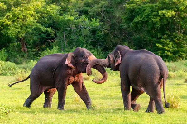 Paisajes y aventuras culturales de Sri Lanka