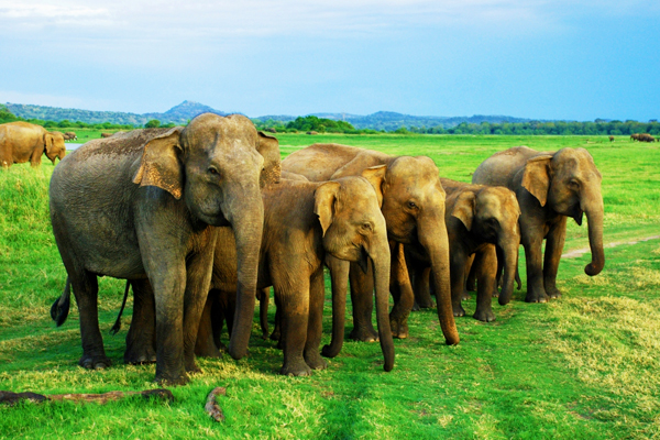 Paisajes y aventuras culturales de Sri Lanka
