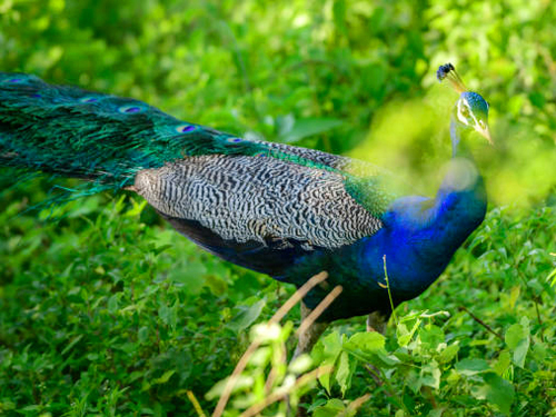 Sri Lanka Birdwatching Adventure Tour
