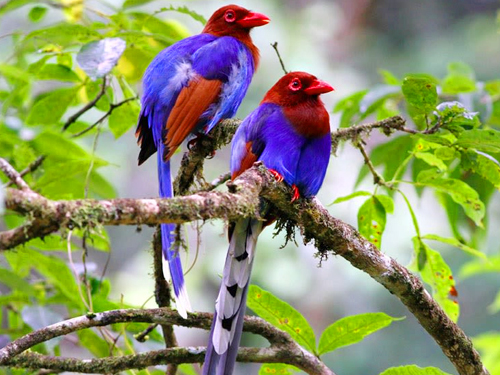 Sri Lanka Birdwatching Expedition Tour