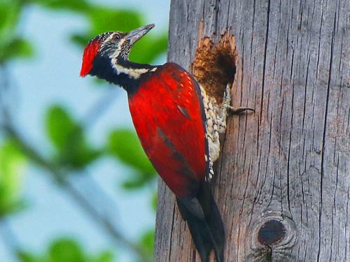 Sri Lanka Endemic Birding Expedition Tour