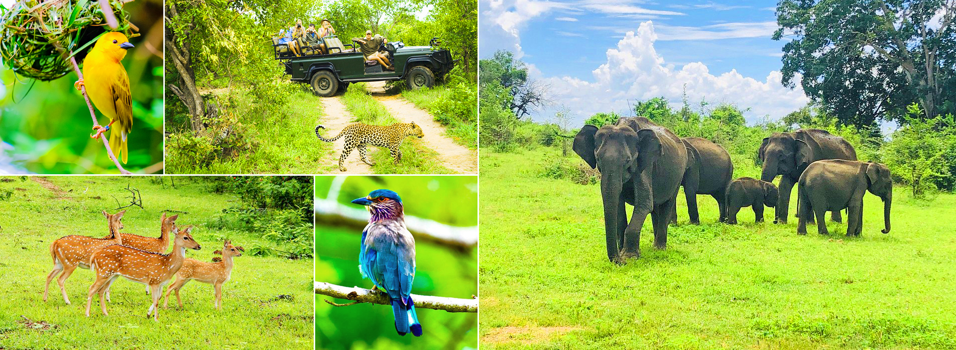 Sri Lanka Wildlife Safari Tour