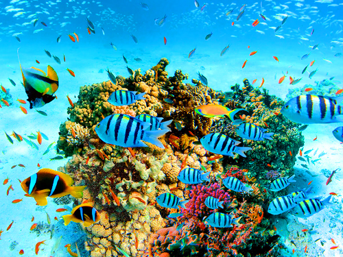 Trincomalee Port Pigeon Island Snorkeling Nilaveli Beach Tour