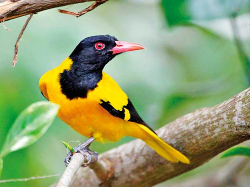 Ultimate Sri Lanka Birding Expedition Tour