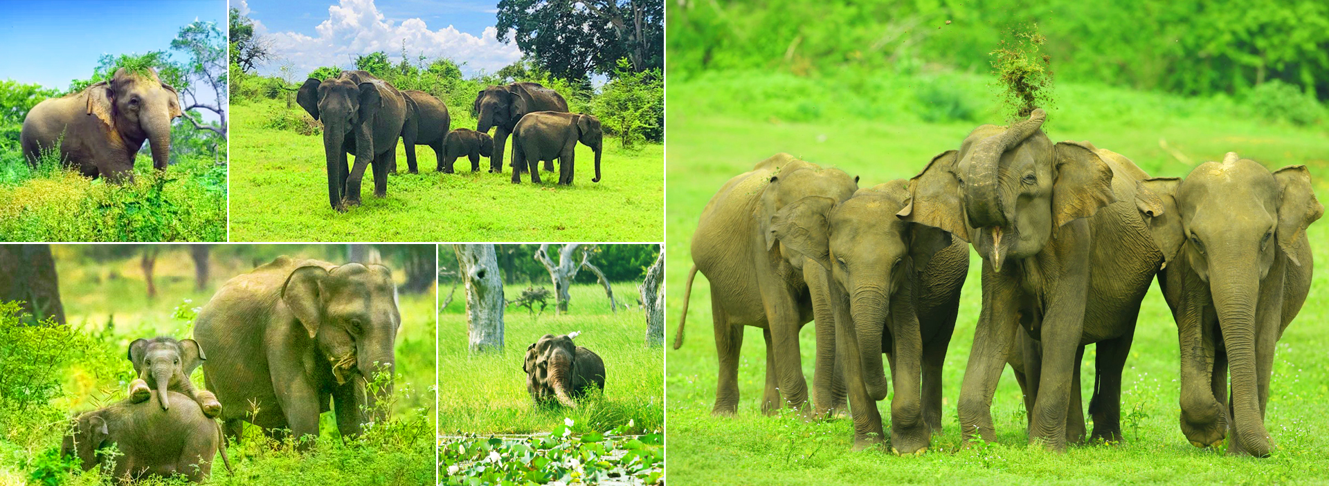 Asian Elephant in Sri Lanka