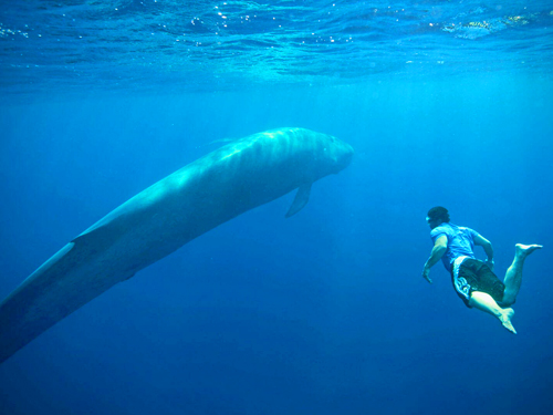 Blue Whales