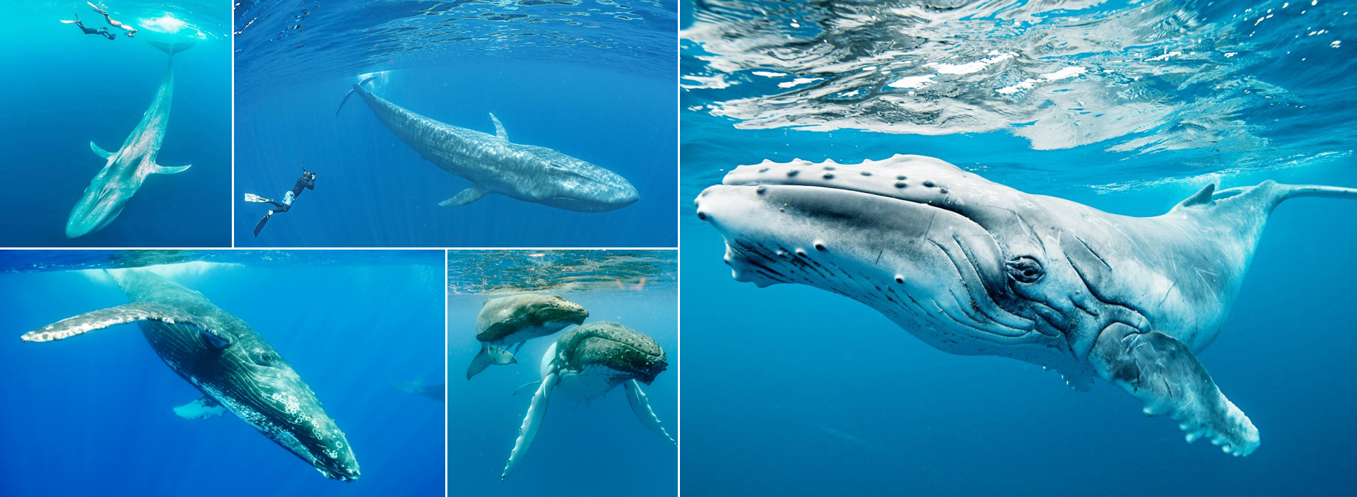 Blue Whales in Sri Lanka