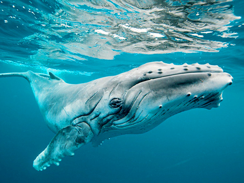 Sperm Whales
