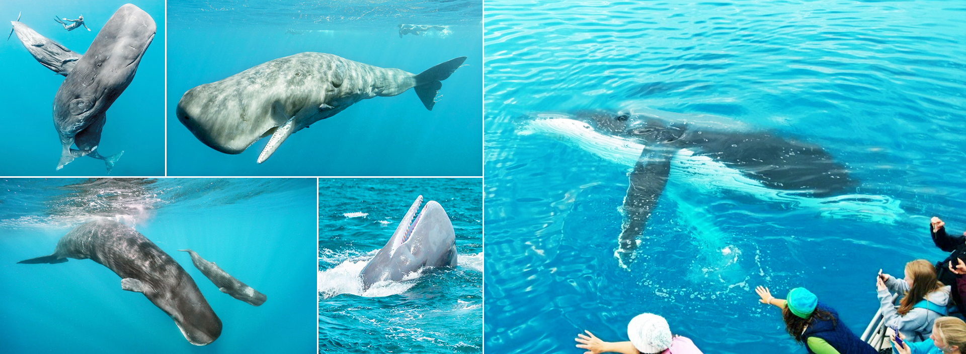 Sperm Whales in Sri Lanka