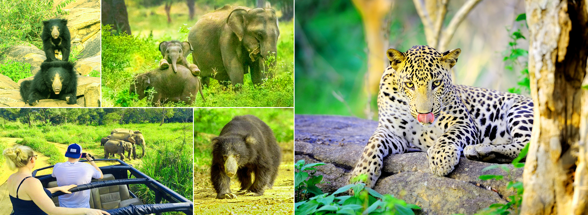 The Big Five in Sri Lanka